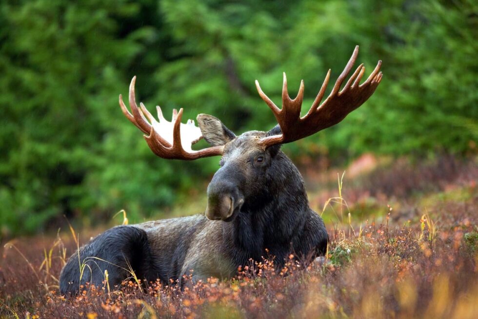 Trophy Moose Package — Hynes Hunting & Fishing Lodge – Hynes Hunting & Fishing Lodge